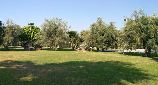 olivenhain olivenhain in fontane bianche hotel direkt am meer, in sizilien bei syrakus, sizilien urlaub